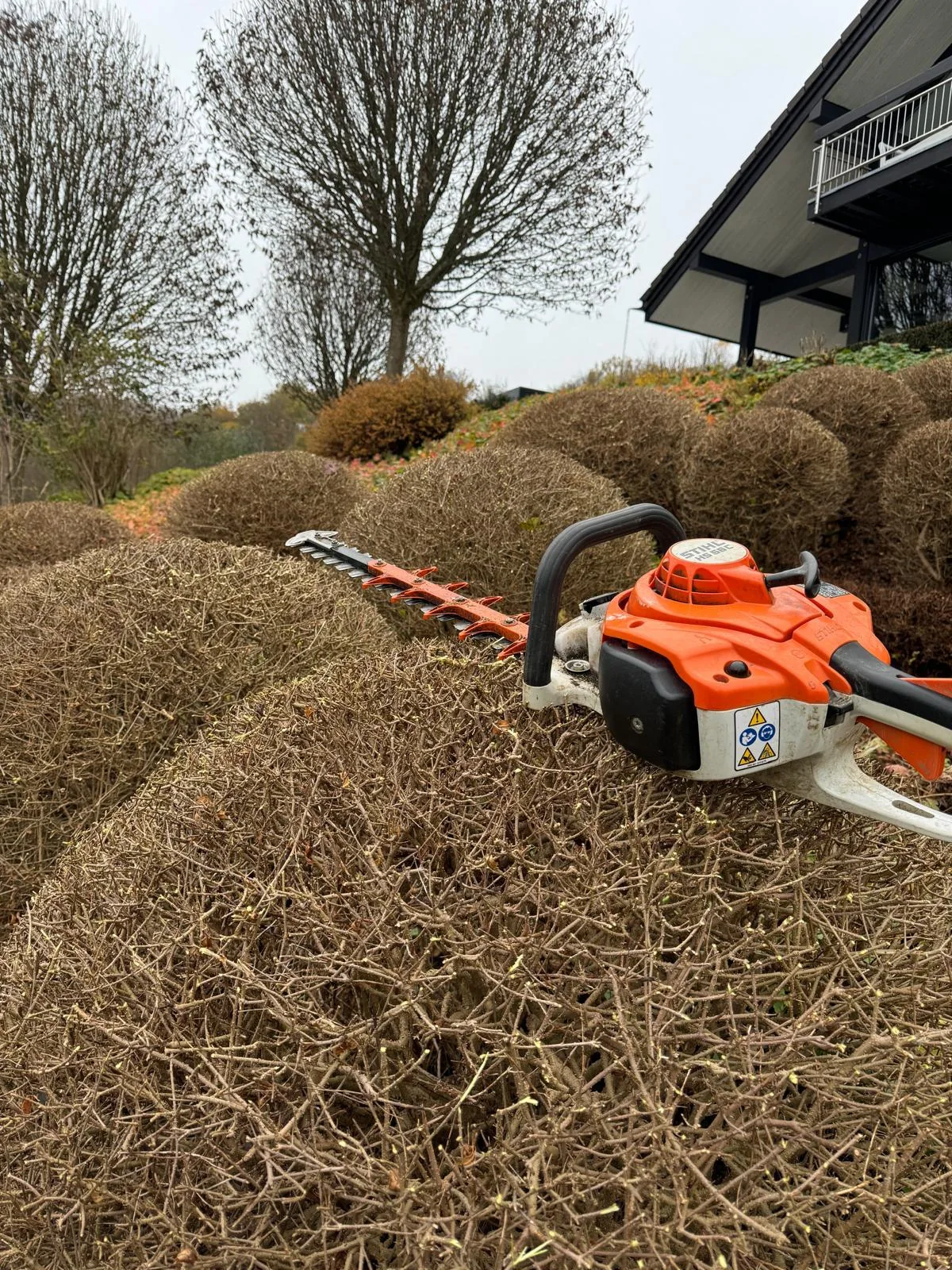 Heckenschere auf geschnittenen Sträuchern während der Gartenpflege